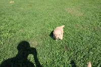 AKC Powerpuff, a female Golden Retriever for sale in New Bloomfield, PA – 1 of 9