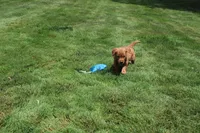 AKC Helen , a female Golden Retriever for sale in New Bloomfield, PA – 2 of 9