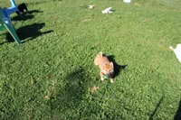 Charmeleon , a female Shiba Inu for sale in New Bloomfield, PA – 3 of 10