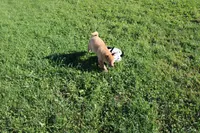 AKC Gladiator, a male Shiba Inu for sale in New Bloomfield, PA – 6 of 10