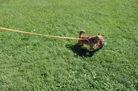 AKC KitKat, a female Shiba Inu for sale in New Bloomfield, PA – 10 of 10