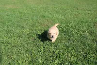 AKC Powerpuff, a female Golden Retriever for sale in New Bloomfield, PA – 2 of 9