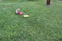 AKC Uno, a female Shiba Inu for sale in New Bloomfield, PA – 3 of 7