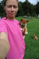AKC Charmander, a female Shiba Inu for sale in New Bloomfield, PA – 7 of 8