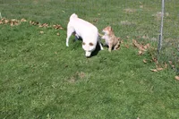 AKC February  , a female Shiba Inu for sale in New Bloomfield, PA – 9 of 10