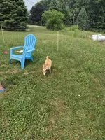 Kiwi, a female Shiba Inu for sale in New Bloomfield, PA – 6 of 10