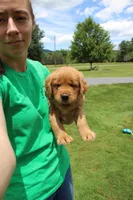 AKC Jack Jack, a male Golden Retriever for sale in New Bloomfield, PA – 5 of 9