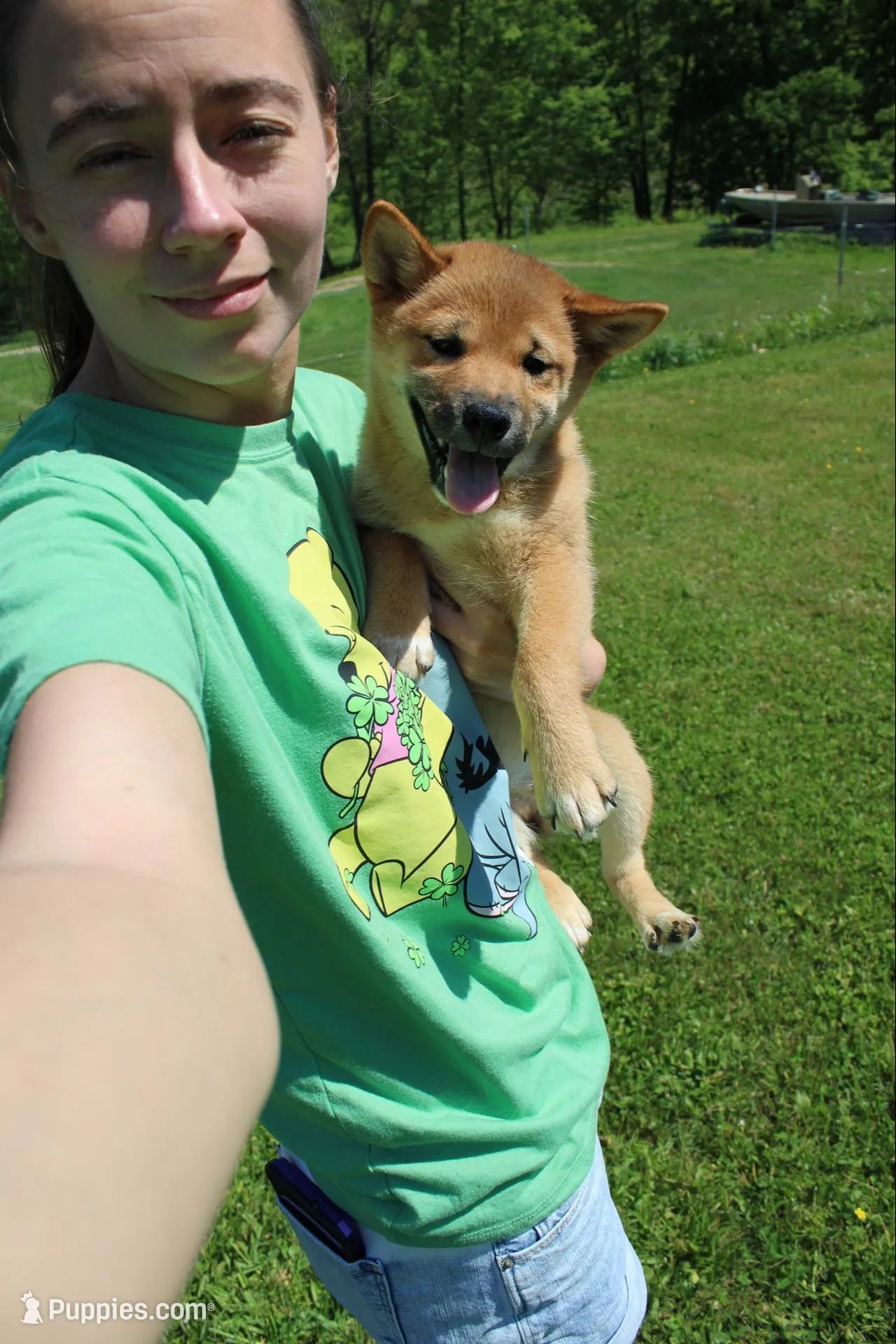 AKC Yen, a female Shiba Inu for sale in New Bloomfield, PA – 1 of 10