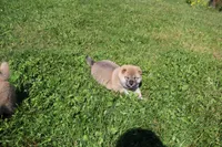 AKC Doodle, a female Shiba Inu for sale in New Bloomfield, PA – 4 of 8