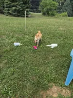 Kiwi, a female Shiba Inu for sale in New Bloomfield, PA – 4 of 10