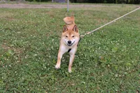 AKC Doodle, a female Shiba Inu for sale in New Bloomfield, PA – 8 of 8