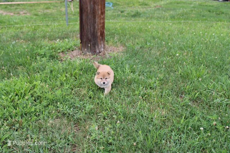 Old Maid – Shiba Inu puppy for sale in New Bloomfield, PA