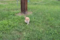 Old Maid, a female Shiba Inu for sale in New Bloomfield, PA – 1 of 10