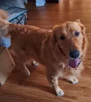 Riley, a male Golden Retriever for sale in New Bloomfield, PA – 5 of 7