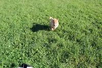 AKC Gladiator, a male Shiba Inu for sale in New Bloomfield, PA – 4 of 10
