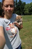 AKC Memory, a female Shiba Inu for sale in New Bloomfield, PA – 2 of 8