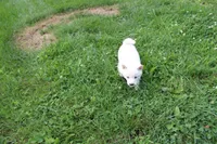 Pound Cake, a male Shiba Inu for sale in New Bloomfield, PA – 4 of 9