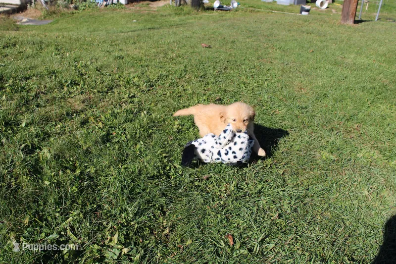 AKC Powerpuff – Golden Retriever puppy for sale in New Bloomfield, PA