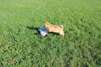 AKC Gladiator, a male Shiba Inu for sale in New Bloomfield, PA – 8 of 10