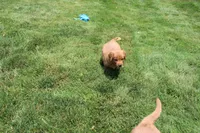 AKC Parr, a male Golden Retriever for sale in New Bloomfield, PA – 3 of 10