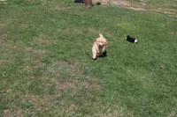 Quart, a female Golden Retriever for sale in New Bloomfield, PA – Photo 7 of 10