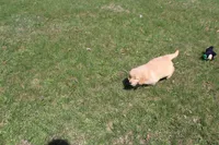 Quart, a female Golden Retriever for sale in New Bloomfield, PA – Photo 6 of 10