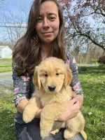 Quart, a female Golden Retriever for sale in New Bloomfield, PA – Photo 1 of 10
