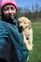 AKC Icicle, a female Golden Retriever for sale in New Bloomfield, PA – Photo 2 of 10