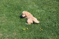 AKC Icicle, a female Golden Retriever for sale in New Bloomfield, PA – Photo 5 of 10
