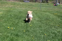 AKC Icicle, a female Golden Retriever for sale in New Bloomfield, PA – Photo 6 of 10