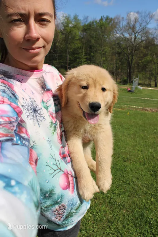 AKC Icicle – Golden Retriever puppy for sale in New Bloomfield, PA