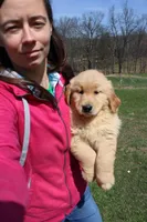 Quart, a female Golden Retriever for sale in New Bloomfield, PA – Photo 2 of 10