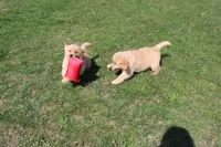 Quart, a female Golden Retriever for sale in New Bloomfield, PA – Photo 4 of 10
