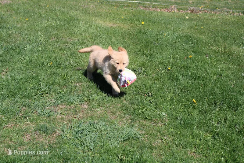 AKC Icicle, a female Golden Retriever for sale in New Bloomfield, PA – Photo 1 of 10