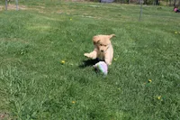 AKC Icicle, a female Golden Retriever for sale in New Bloomfield, PA – Photo 7 of 10