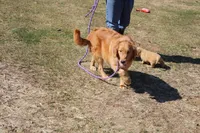Quart, a female Golden Retriever for sale in New Bloomfield, PA – Photo 8 of 10
