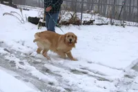 AKC Icicle, a female Golden Retriever for sale in New Bloomfield, PA – Photo 10 of 10