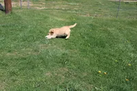 AKC Icicle, a female Golden Retriever for sale in New Bloomfield, PA – Photo 4 of 10