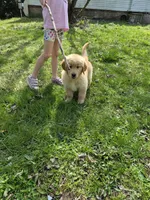 Quart, a female Golden Retriever for sale in New Bloomfield, PA – Photo 3 of 10