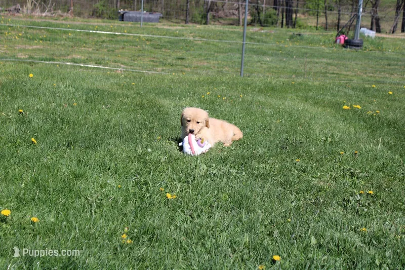 AKC Icicle – Golden Retriever puppy for sale in New Bloomfield, PA