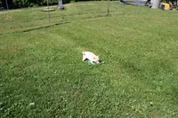 AKC Mary, a female Shiba Inu for sale in New Bloomfield, PA – 6 of 10