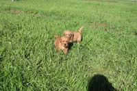 AKC Snappy, a male Golden Retriever for sale in New Bloomfield, PA – 4 of 8