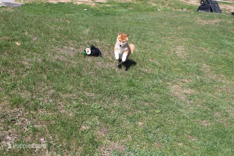 Euro – Shiba Inu puppy for sale in New Bloomfield, PA