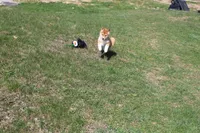 Euro, a male Shiba Inu for sale in New Bloomfield, PA – 7 of 9
