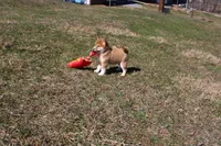 Euro, a male Shiba Inu for sale in New Bloomfield, PA – Photo 5 of 8