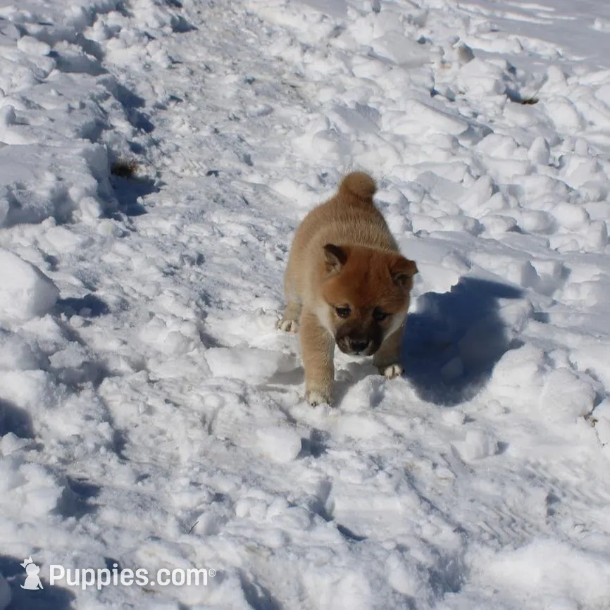 Peso, a male Shiba Inu for sale in New Bloomfield, PA – Photo 1 of 9