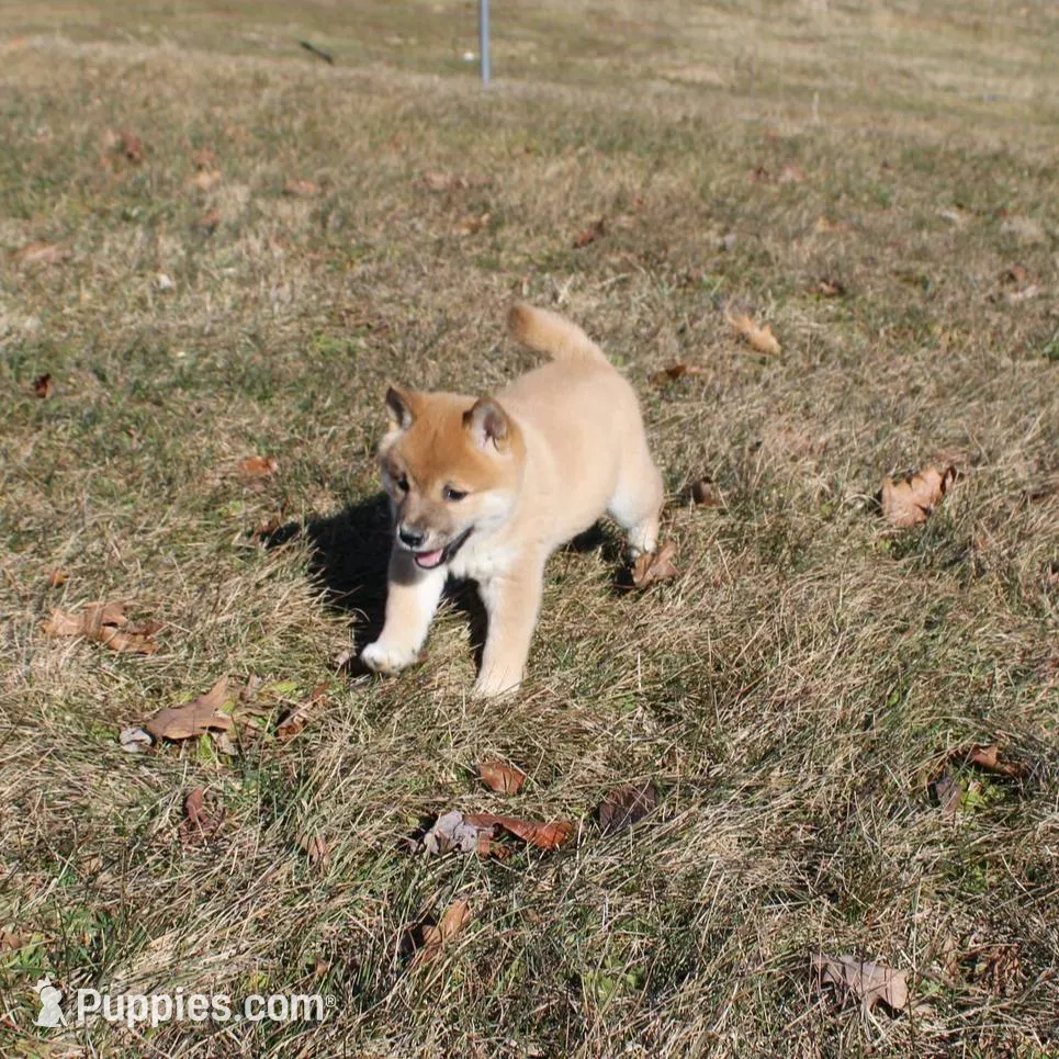 Peso – Shiba Inu puppy for sale in New Bloomfield, PA