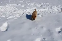 Peso, a male Shiba Inu for sale in New Bloomfield, PA – Photo 4 of 9