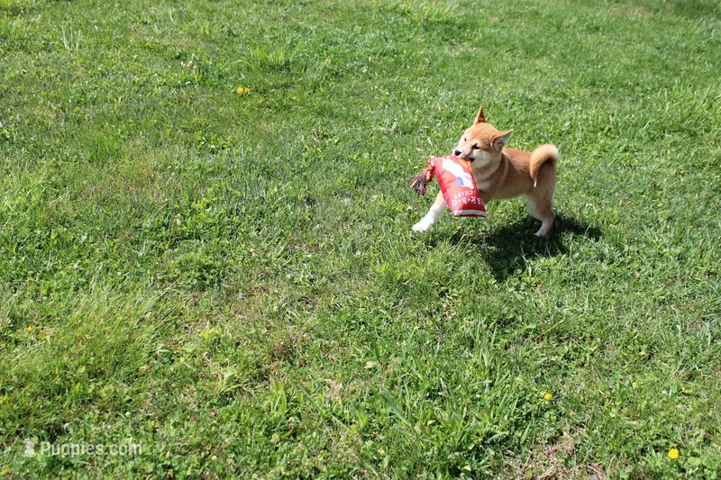 Euro – Shiba Inu puppy for sale in New Bloomfield, PA