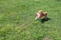 Euro, a male Shiba Inu for sale in New Bloomfield, PA – 1 of 9